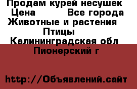 Продам курей несушек › Цена ­ 350 - Все города Животные и растения » Птицы   . Калининградская обл.,Пионерский г.